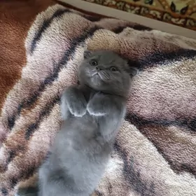 продается британский котенок