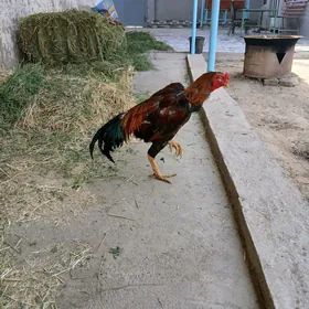 гысаглы сатлык хораз