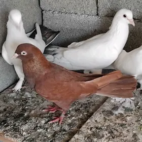 kepderi