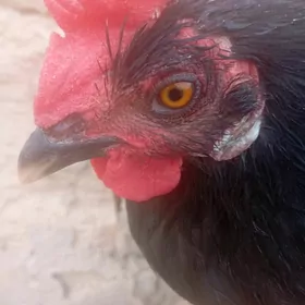 tawuk