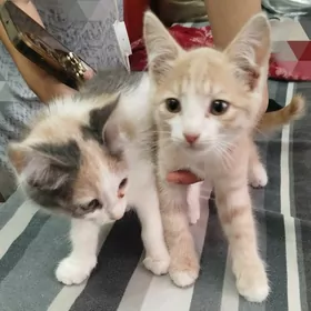 Pişik