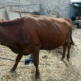 okuz 8 sani tuwe 1