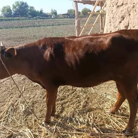 Ýaş guzlamadyk etli gaçar mal