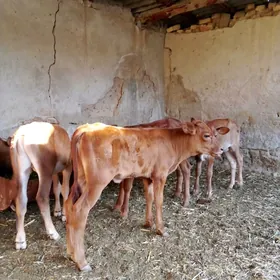 Göle