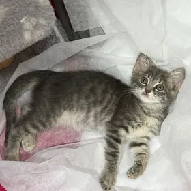 котенок