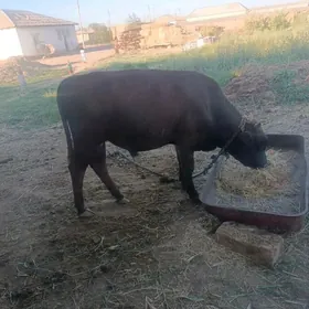 Öküz