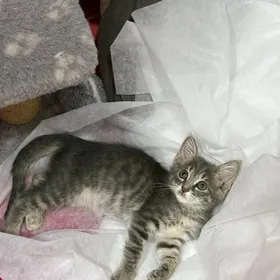 котенок 1,5месяцев