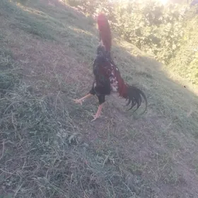 baysow horaz