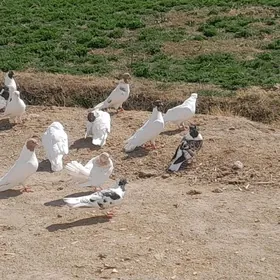 kepderi