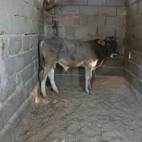 öküz
