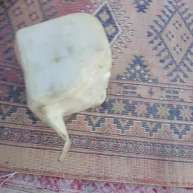 baçok