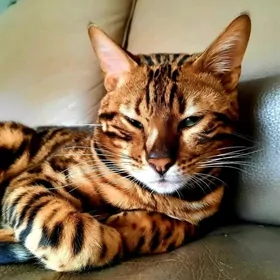 бенгальские котята