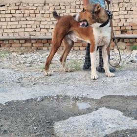Алабай