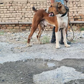 Алабай
