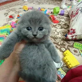 шотландские котята
