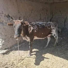 Tanaly sygyr