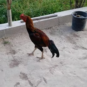 бойцовы