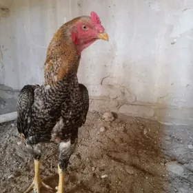horaz