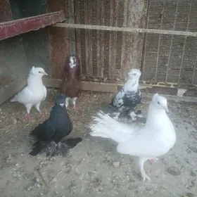 КЕПТАР