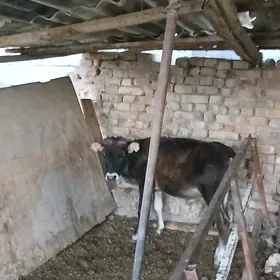 Göle okuzce