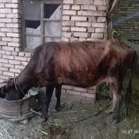 SYGYR