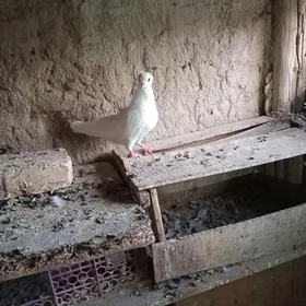 kepderi