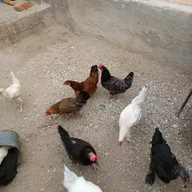 türkmen towk