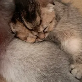 шотландские котята