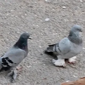 kepderi