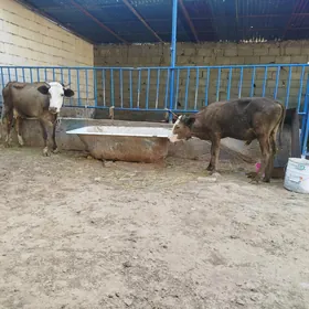 Göleli sygyr