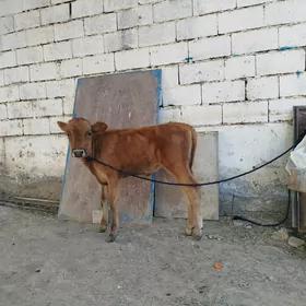 Göle