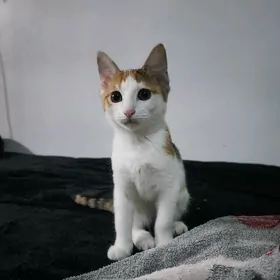 Котенок девочка в добрые руки