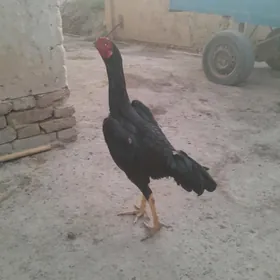 ParotPARODA HORAZ
