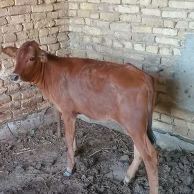 Göle