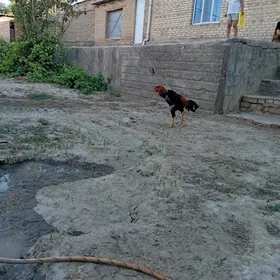 horaz,turksaldat