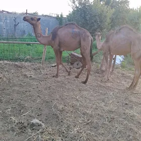 bakylan owşyk