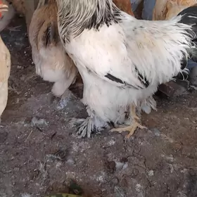 ak brama horaz