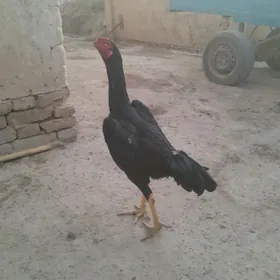 HORAZ