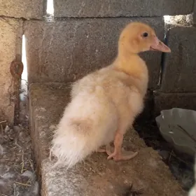 guş indutga juyje