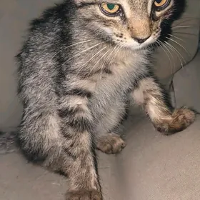 Отдам котенка мальчика