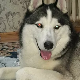 husky gujuk