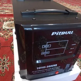 Tok kopeldyan Pitbul