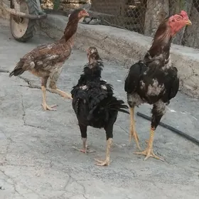 taşkent horaz