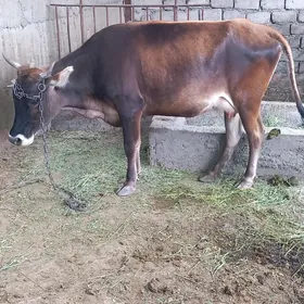 sygyr
