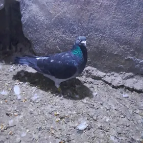 Kepderi