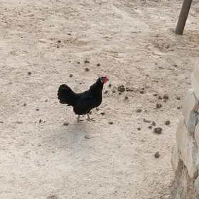 Tawuk