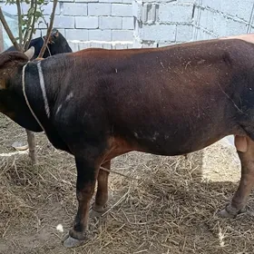 öküz