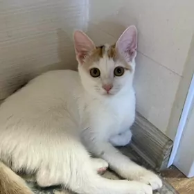 Отдам котенка хорошие руки