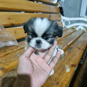 пекинез щенёк