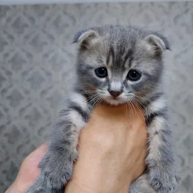 Котята 5 недель